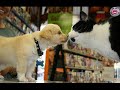 La vie d'un chiot
