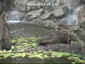 Waterfront Country Lodge - Africa Travel Channel