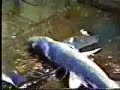 Finning de tiburones