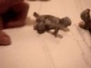 Adventures of magic eraser and bullwinkel:bug in a shell