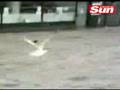 Gaviota chorra en Gran Bretaña