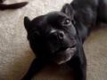 Bulldog Francés video