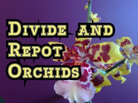 how to fertilize oncidium