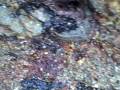 Crab Natures
