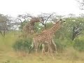 Game Park Animals in South Africa