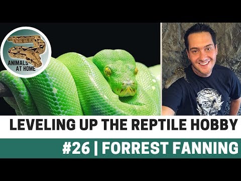 YouTube reptile video