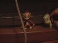 chimchars vacation