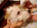 videos de Hughs Pet Adoption has a terrier mixed puppy that was brought to us after being hit by a car.