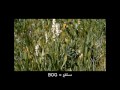 B Video Flashcards: Level 1 - إنجليزي for Arabic Speakers.