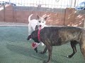 Trip & Binney - Adopt a Shelter Pet !
