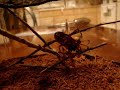 Latrodectus geometricus eating Latrodectus geometricus eating