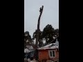 Удаление деревьев