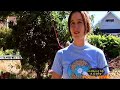 FOOD NEWS: Urban Fruit Gleaning