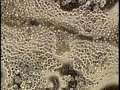 ??????????????????1?The life of cellur slime moid ??????????????????1?The life of cellur slime moid