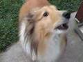 Sheltie Love Song