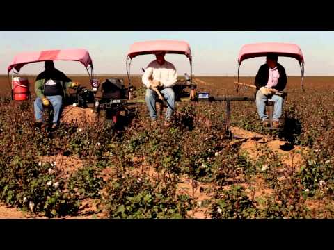 how to grow cotton
