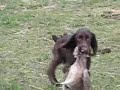 Field Spaniel Puppy Hunt Training