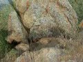 ONIFERI: Archeo-curiosit�, parte 1