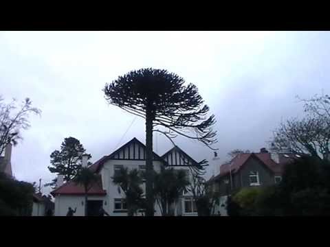 how to replant a monkey puzzle tree