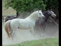 Horses!! Horses!!