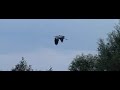 flying grey hero