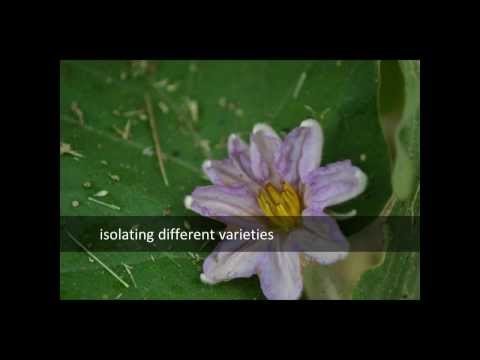 how to harvest eggplant seeds
