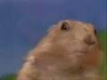 videos de Martin Gramatica