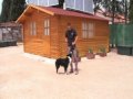 Habilidad Canina \"Reverencia\"