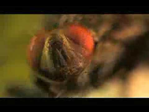 The House Fly