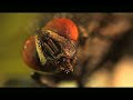 The House Fly The House Fly