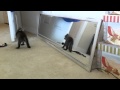 Video: Kitten Plays With Mirror Reflection