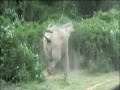 Shamwari A Wild Life Episode 11 Preview: Darting an elephant Shamwari A Wild Life Episode 11 Preview: Darting an elephant