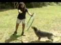 Dogs Gone Wild! at Camp Good Dog, blooper reel from the dvd, 'Dog Training That Works!' with Deborah Wolfe