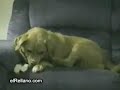 videos golpes humor 4
