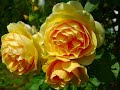 Fleur - Florem