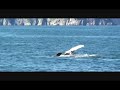 Humpbacks in Gulf of Alaska