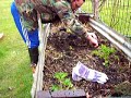 planting rhubarb
