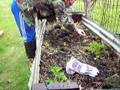 planting rhubarb