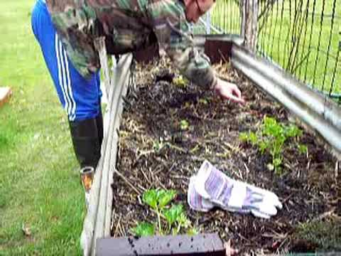 how to grow rhubarb nz