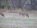 Whitetail Does in a Local Iowa Park