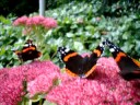 BUTTERFLIES BUTTERFLIES
