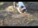 JERICHO brittany for adoptionADOPTED11/28/08