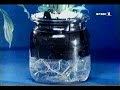 Hydroponics