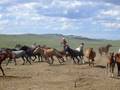 Mongolian horse rider - YouTube