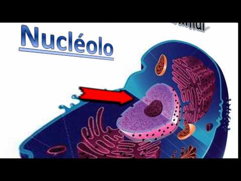 Vídeos Educativos.,Vídeos:La célula