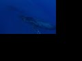 humpback whale song humpback whale song