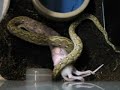 Super-Dwarf Reticulated Python