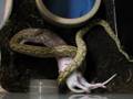 Super-Dwarf Reticulated Python