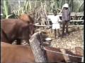 Zimbabwe Village 1993