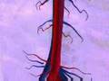 Anatomy and Pathology for Bodyworkers by Real Bodywork